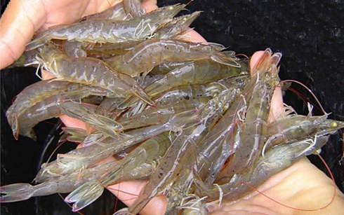 Ninh Bình: Hiệu quả nuôi tôm thẻ chân trắng qua đông trong hệ thống ao phủ bạt