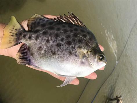 Hướng dẫn sử dụng men vi sinh trong NTTS (Kỳ 1)