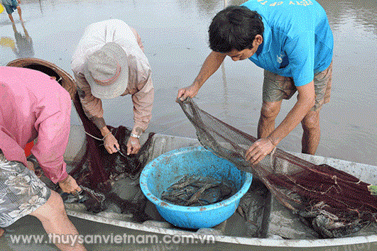 Hướng đi mới trong nuôi tôm càng xanh