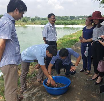 Hướng đi mới từ nuôi tôm càng xanh
