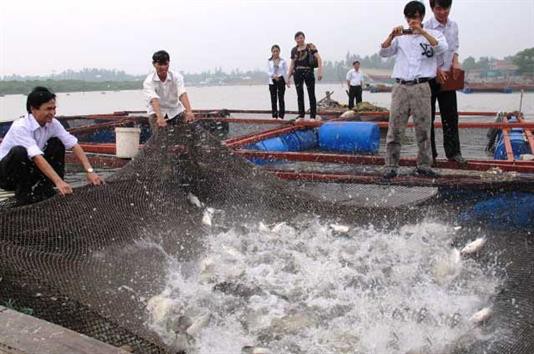 HTX Hải Tiến: Khai thác lợi thế từ nuôi thủy hải sản