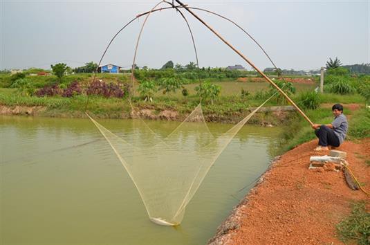 Khôi phục sản xuất thủy sản sau mưa lũ