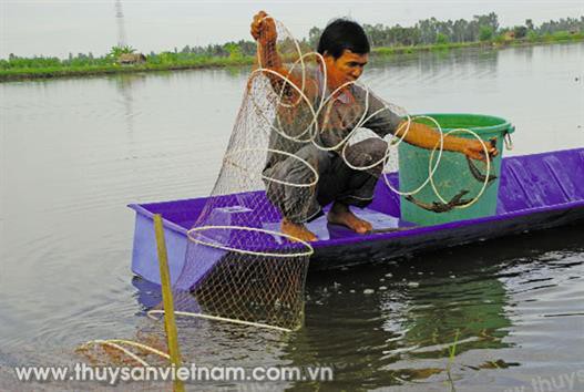 Những khuyến cáo với mô hình nuôi tôm sú, tôm thẻ