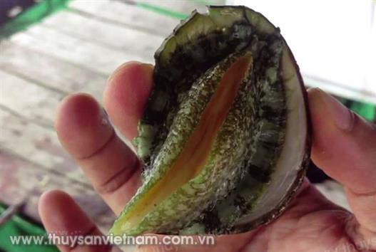 Kỹ thuật nuôi thương phẩm bào ngư