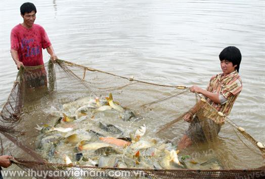 Lãi cao từ nuôi cá trắm, chép giòn