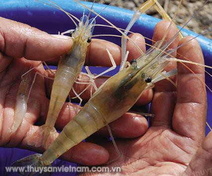 Nhiều giải pháp hạn chế dịch bệnh trên tôm nuôi