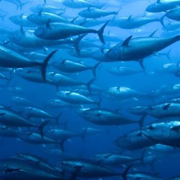 Costa Rica ra mắt mô hình quản lý cá ngừ mới