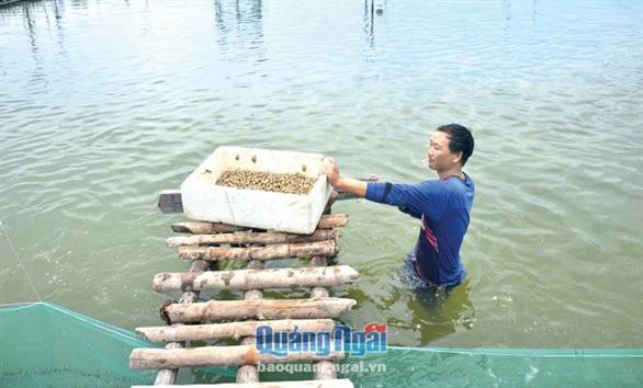 Mở rộng diện tích nuôi ốc hương: Cần thận trọng