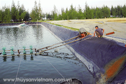 Một số kinh nghiệm quản lý môi trường và dịch bệnh nuôi tôm trên cát