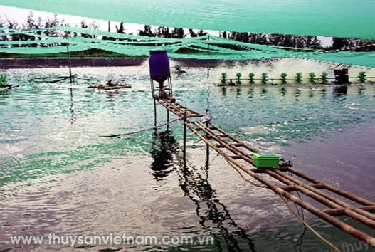 Năm 2030, phấn đấu tổng giá trị xuất khẩu tôm đạt trên 12 tỷ USD