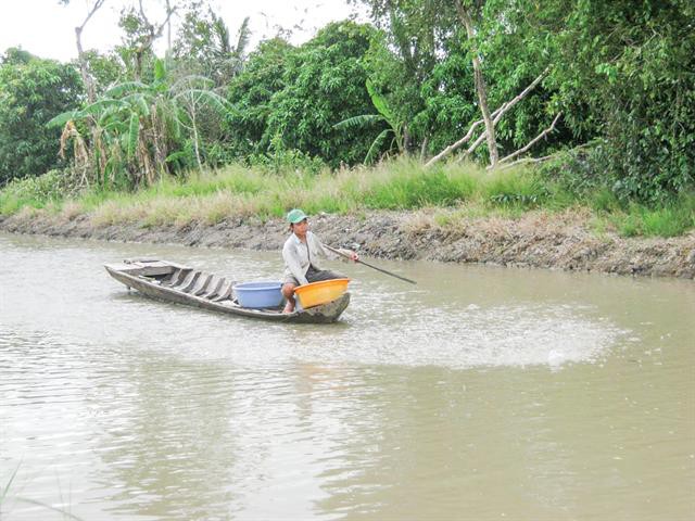 Nâng chất lượng nguồn giống cá tra