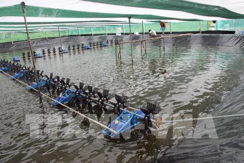 Ngành nuôi tôm Việt Nam đang có nhiều cơ hội để phát triển