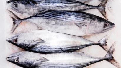  Nhập khẩu cá ngừ nhỏ vào Mỹ tăng