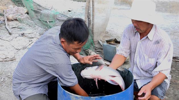 Nông dân miền Tây trúng đậm nhờ 'lén lút' nuôi cá hô