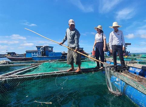 Quảng Ngãi: Thu nhập tiền tỷ từ nuôi cá bớp lồng bè