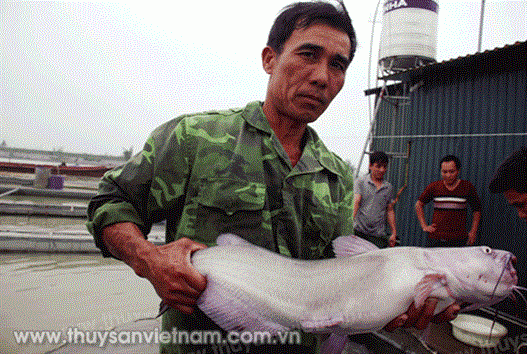 Kỹ thuật nuôi cá nheo Mỹ thương phẩm