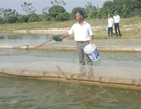Nuôi cá chép ứng dụng công nghệ "sông trong ao": Hiệu quả kép