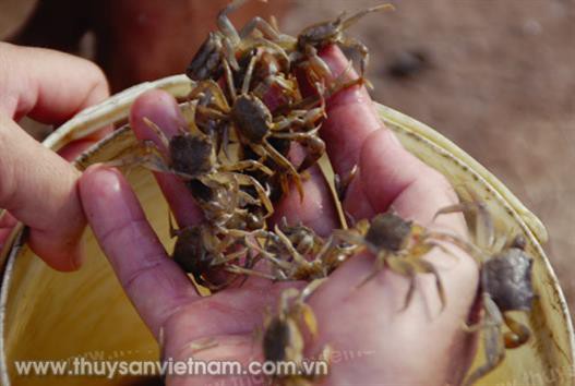 Nuôi cua đồng thương phẩm ở Bố Trạch
