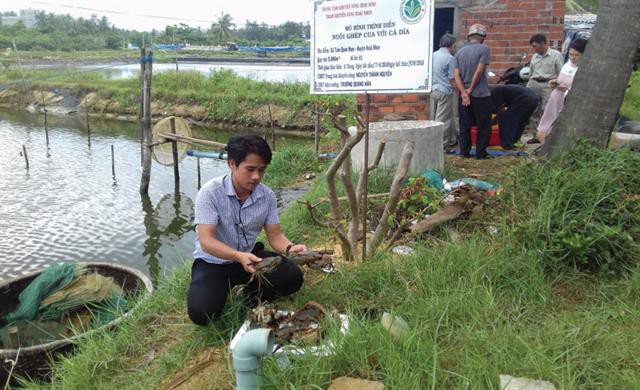Kỹ thuật nuôi ghép cua với cá dìa