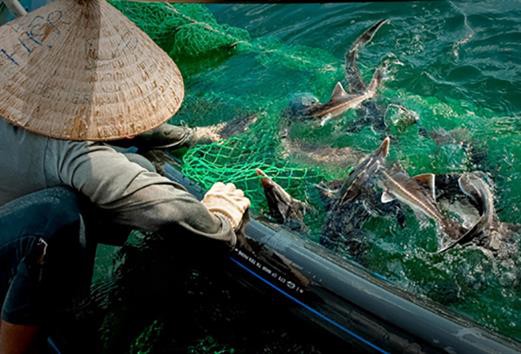 Làm giàu từ nuôi cá lồng