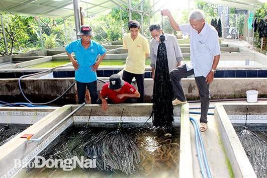 Nuôi đâu thắng đó, lão nông xây luôn 180 hồ nuôi lươn
