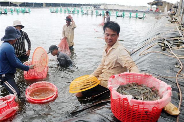 Tôm bệnh thì vái tứ phương? - Phần 1