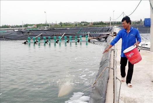 Nuôi tôm công nghiệp tập trung, hướng đi mới cho người dân ven biển