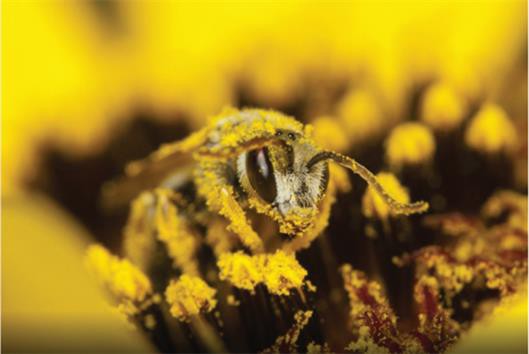 Phấn ong: Cải thiện màu sắc cá hồi