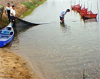 Peru dự định tăng xuất khẩu thủy sản nuôi