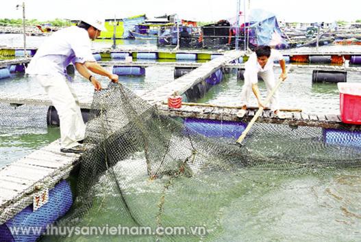 Xuất khẩu hải sản nuôi: Phấn đấu trên 10 tỷ USD vào năm 2050