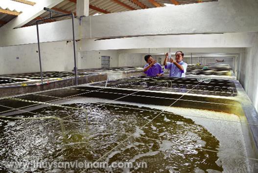 Phối hợp quản lý tốt tôm giống nước lợ