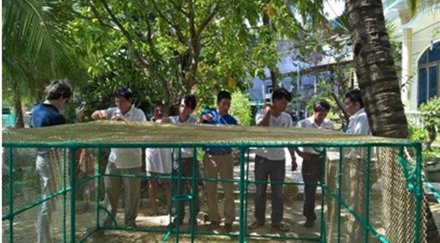 Phú Yên: Phát triển bền vững nghề nuôi tôm hùm