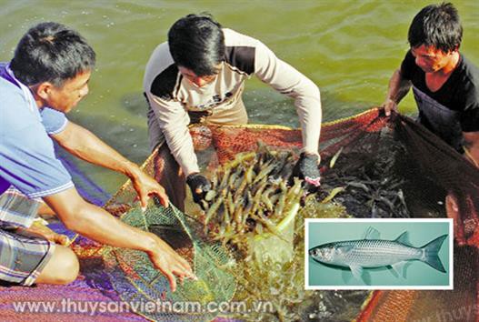 Quảng Ngãi: Thay đổi thế độc canh con tôm