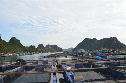 Quảng Ninh: Quyết tâm đảm bảo tiến độ quy hoạch nuôi trồng thủy sản