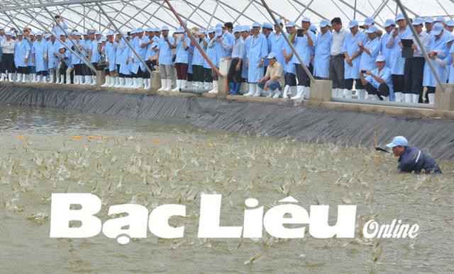 Quyết tâm đột phá từ con tôm