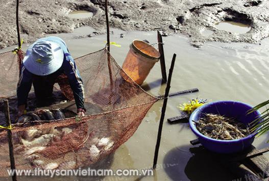 Sản xuất thuận thiên, thu nhập như ý