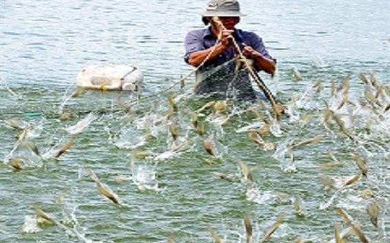 Tăng cường nuôi tôm nước lợ các tháng cuối năm 2018