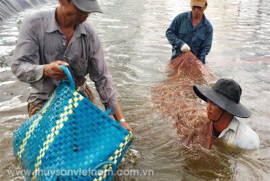 Tăng cường quản lý nuôi tôm nước lợ