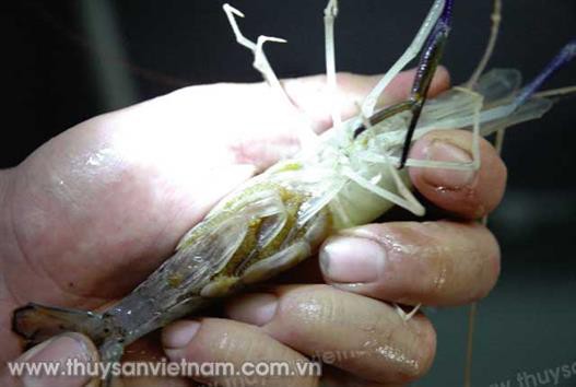 Tăng năng lực sản xuất giống tôm càng xanh