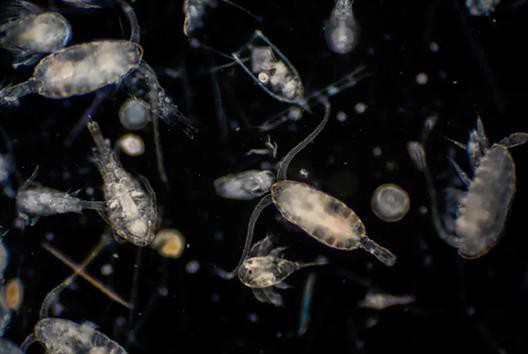 Scotland: Phát triển thành công hệ thống cảnh báo tảo độc