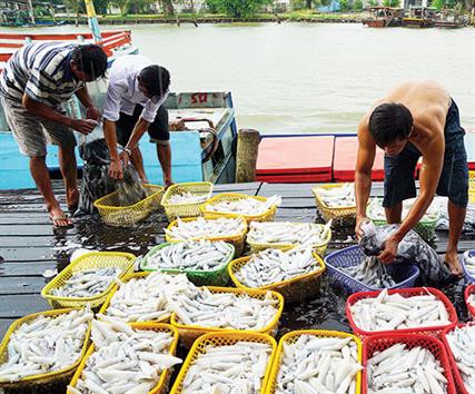 Tất bật mùa câu mực