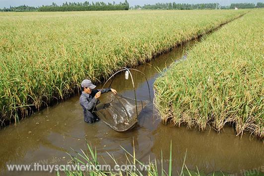 Cà Mau: Huyện Thới Bình sẵn sàng cho vụ tôm mới
