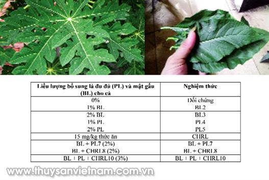 Thảo dược phòng bệnh nhiễm khuẩn trên cá