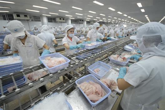 Thị trường cá tra toàn cầu còn phát triển trong những năm tới