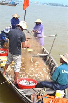 Ngư dân Quảng Nam bội thu chuyến biển đầu năm ở cả ngư trường xa bờ và gần bờ.