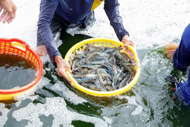 Hộ nuôi tôm thâm niên miền Tây tin tưởng hiệu quả thức ăn độ đạm 36%