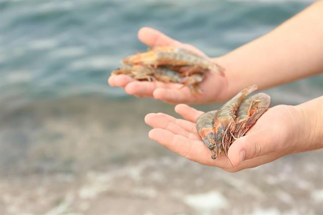 Nếu tất cả mọi người đều ăn tôm