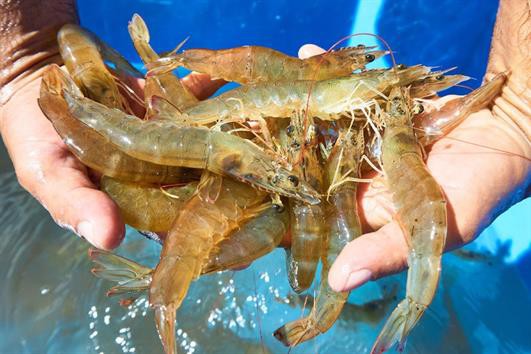 Kiên Giang khuyến cáo thực hiện tốt khung thời vụ để có vụ tôm thắng lợi