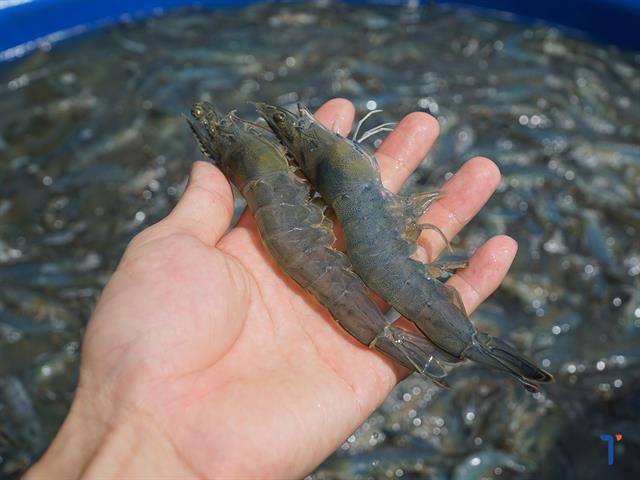 3 cách tiết kiệm chi phí thức ăn trong nuôi tôm thẻ