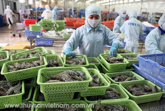 Tôm Việt Nam còn rất nhiều cơ hội